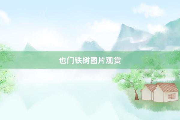 也门铁树图片观赏
